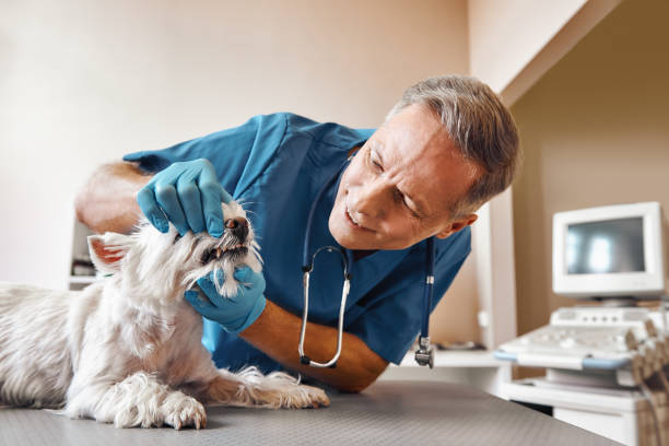 Best 24-Hour Emergency Dentist in Park River, ND